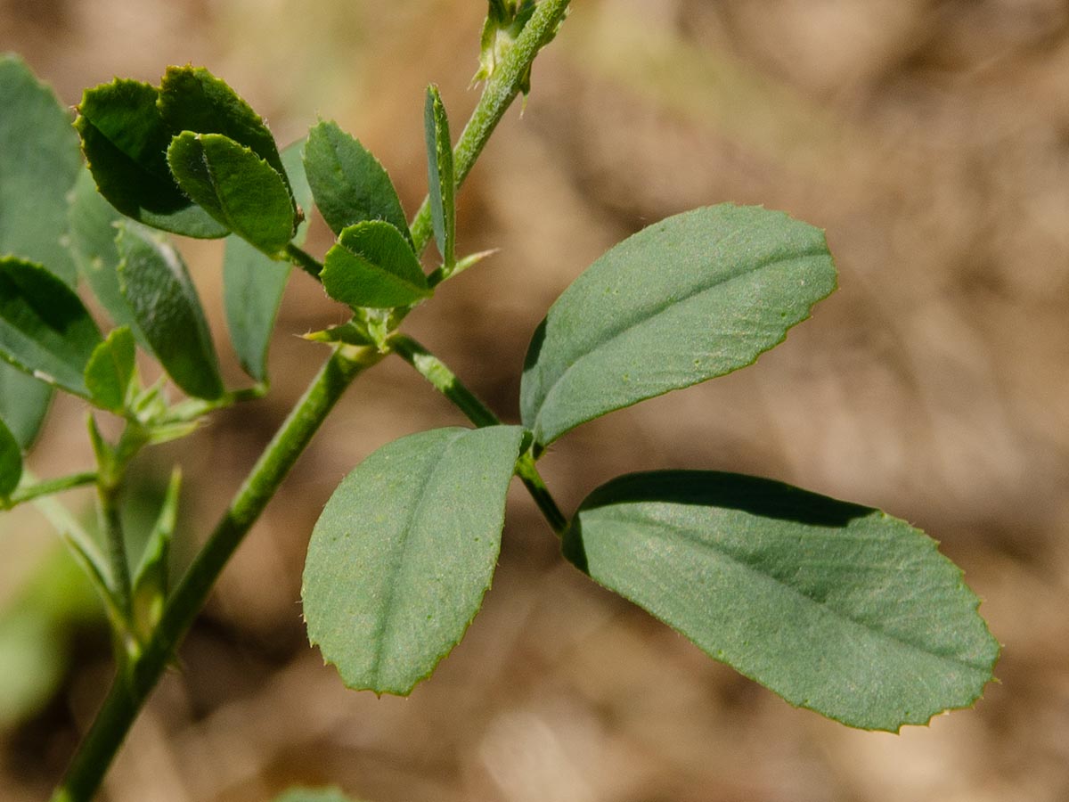 Blatt und Nebenblätter